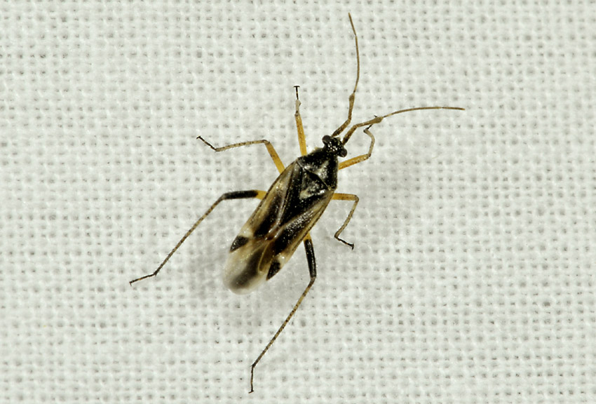 Miridae: Harpocera thoracica